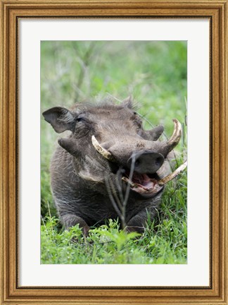 Framed Warthog (Phacochoerus aethiopicus) in a field, Ngorongoro Crater, Ngorongoro, Tanzania Print