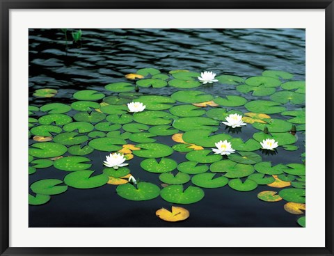 Framed Lily pads with water lily Print