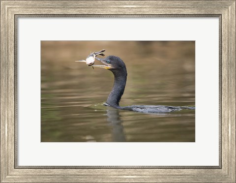 Framed Neotropic cormorant with fish in beak, Three Brothers River, Meeting of the Waters State Park, Pantanal Wetlands, Brazil Print