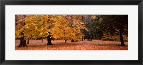 Framed Trees in a park, Chestnut Ridge County Park, Orchard Park, Erie County, New York State, USA Print