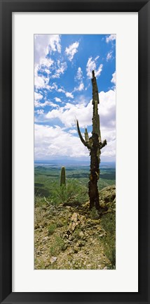 Framed Saguaro cactus on a hillside, Tucson Mountain Park, Tucson, Arizona Print
