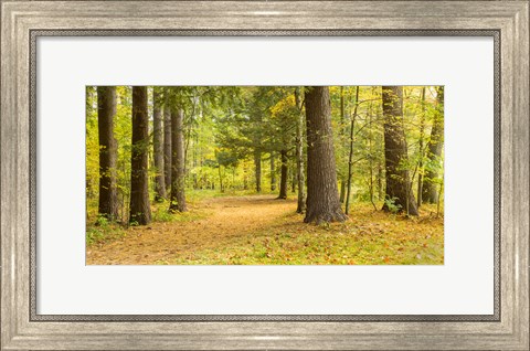 Framed Forest in autumn, New York State, USA Print