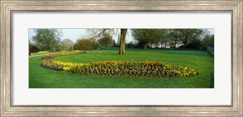 Framed Tulips in Hyde Park, City of Westminster, London, England Print