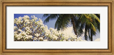 Framed Low angle view of trees, Hawaii, USA Print