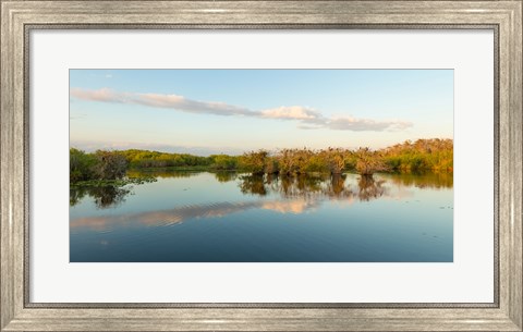 Framed Anhinga Trail, Everglades National Park, Florida Print