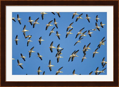 Framed Flock of birds flying in the sky Print