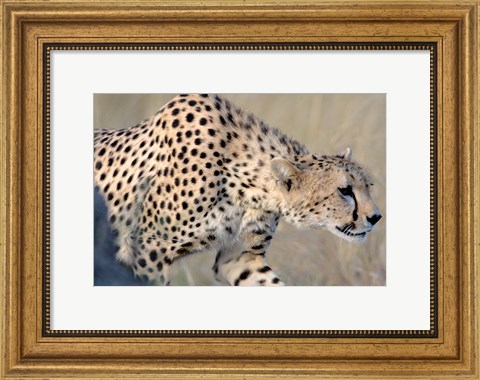 Framed Cheetah on the Prowl, Ngorongoro Conservation Area, Arusha Region, Tanzania Print