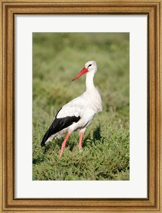 Framed White stork (Ciconia ciconia) in a field, Ngorongoro Crater, Ngorongoro, Tanzania Print