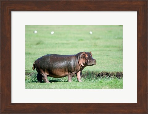 Framed Hippopotamus (Hippopotamus amphibius) in a field, Ngorongoro Crater, Ngorongoro, Tanzania Print