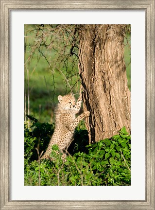 Framed Cheetah Cub Against a Tree, Ndutu, Ngorongoro, Tanzania Print
