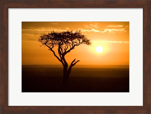 Framed Silhouette of tree at dusk, Tanzania Print