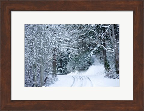 Framed Forest in Winter, Washington State Print