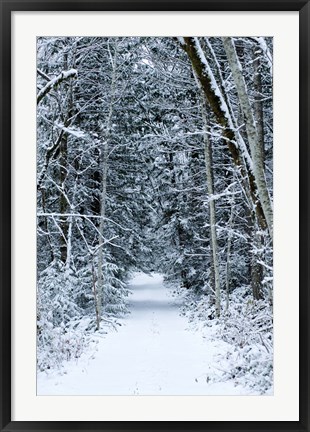 Framed Snow Covered Road Through a Forest, Washington State Print