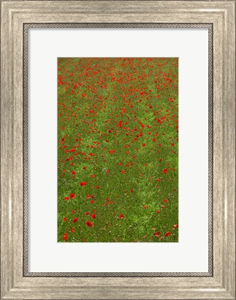 Framed Poppy Field in Bloom, Les Gres, Sault, Vaucluse, Provence-Alpes-Cote d&#39;Azur, France (vertical) Print