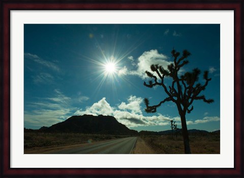 Framed Joshua tree at the roadside, Joshua Tree National Park, California, USA Print