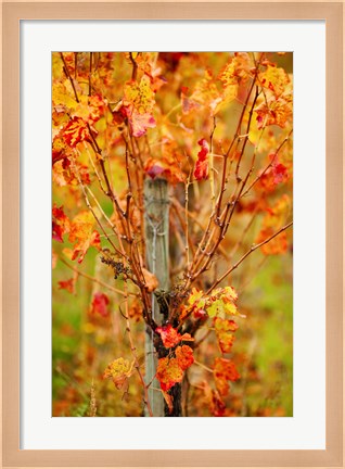 Framed Vineyard in autumn, Gaillac, Tarn, Midi-Pyrenees, France (vertical) Print