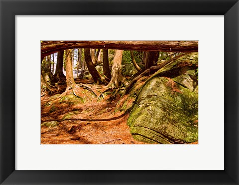 Framed Trail in a forest, Muskoka, Ontario, Canada Print