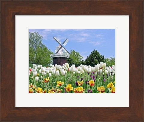 Framed Dutch Tulip Field And Windmill Print