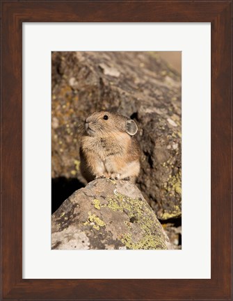 Framed American Pika in rocks, Yellowstone NP, USA Print