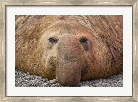 Framed Bull elephant seal, South Georgia Island, Antarctica Print