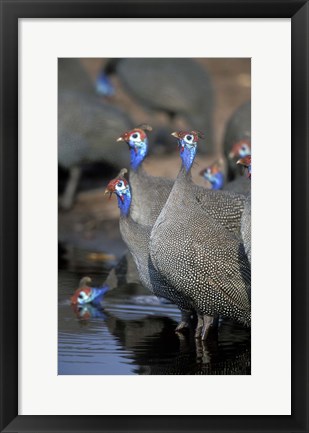 Framed Flock of Helmeted Guineafowl, Savuti Marsh, Chobe National Park, Botswana Print