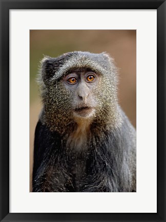 Framed Blue Monkey, Tanzania Print