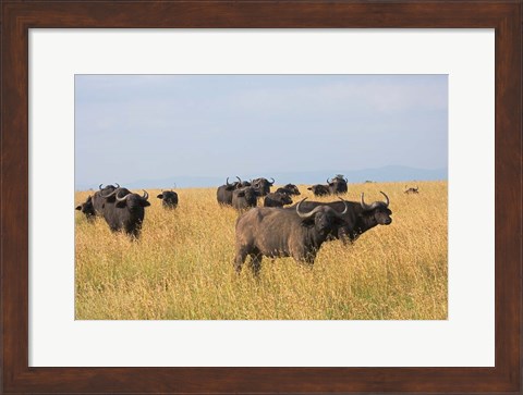 Framed African Buffalo (Syncerus caffer), Mount Kenya National Park, Kenya Print