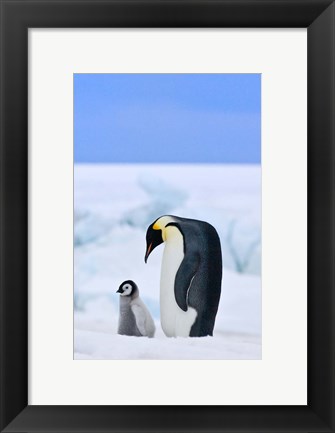 Framed Parent and chick Emperor Penguin, Snow Hill Island, Antarctica Print