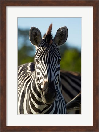 Framed Chapman&#39;s zebra, Hwange National Park, Zimbabwe, Africa Print