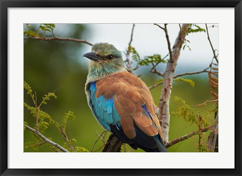 Framed European Roller, Kruger National Park, South Africa Print