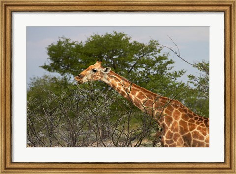 Framed Giraffe, Namibia Print