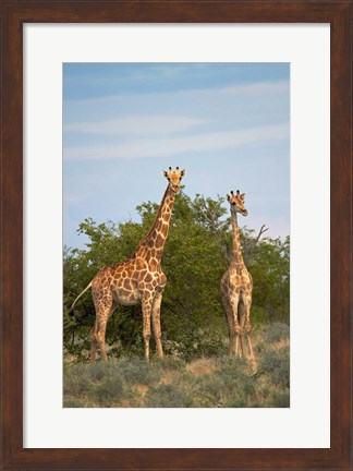 Framed Giraffe, Etosha National Park, Namibia Print