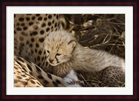Framed Cheetah cub, Acinonyx jubatus, Masai Mara, Kenya Print