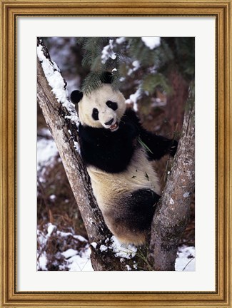 Framed China, Giant Panda Bear, Wolong Nature Reserve Print