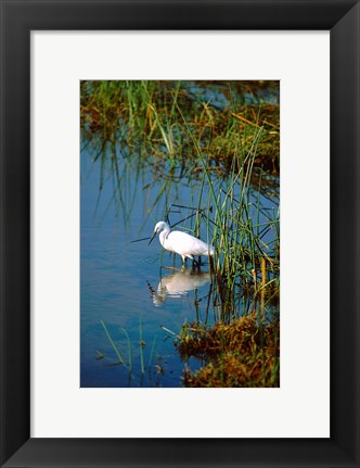 Framed Botswana, Okavango Delta. Egret wildlife Print