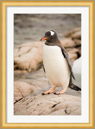 Framed Antarctica. Adult Gentoo penguins on rocky shoreline. Print