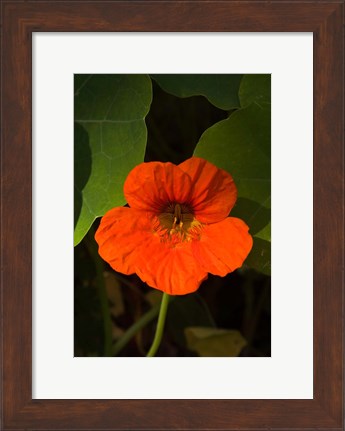 Framed Africa, Malawi, Zomba, Flower at Hotel Sunbird Ku Chawe Print