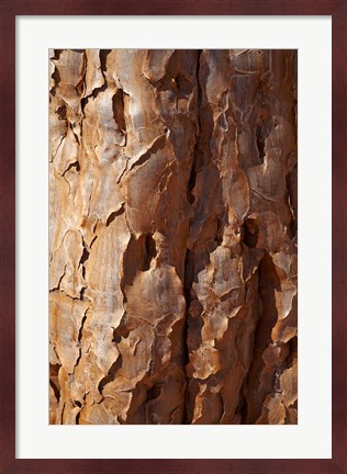 Framed Bark on trunk of Quiver Tree, near Fish River Canyon, Namibia Print