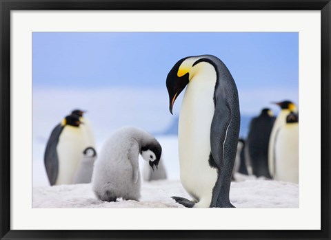 Framed Emperor Penguins, Antarctica Print