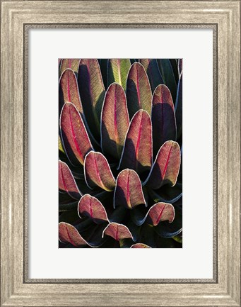 Framed Red leafs, Giant Lobelia, Heather Forest, Rwenzori, East Africa Print