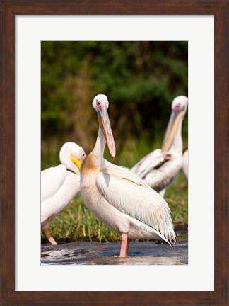 Framed Great White Pelican, Lake Chamo, Nechisar National Park, Arba Minch, Ethiopia Print