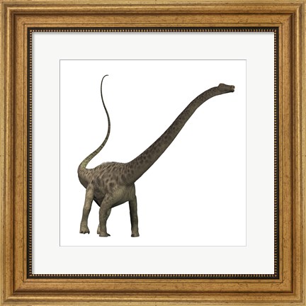 Framed Diplodocus dinosaur Print