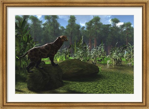 Framed Smilodon cat roars to warn other males to leave his territory Print