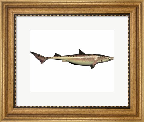 Framed Priohybodus, an extinct shark species from the Cretaceous Period Print