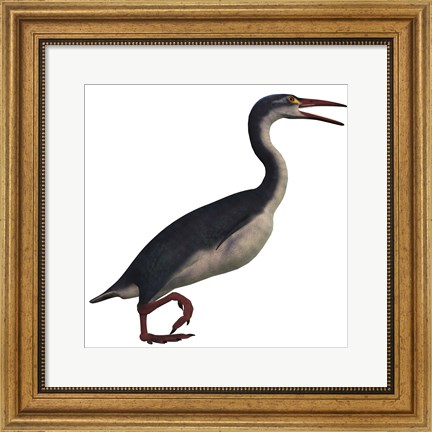 Framed Hesperornis, a genus of flightless birds from the Cretaceous Period Print