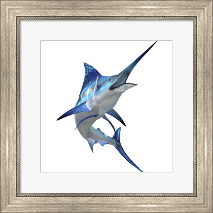 Framed Blue Marlin Print