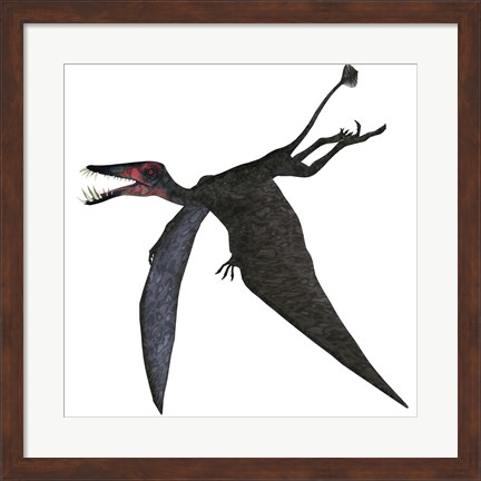 Framed Dorygnathus, a genus of pterosaur from the Jurassic Period Print