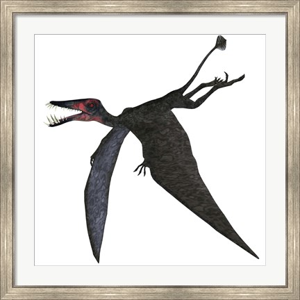 Framed Dorygnathus, a genus of pterosaur from the Jurassic Period Print