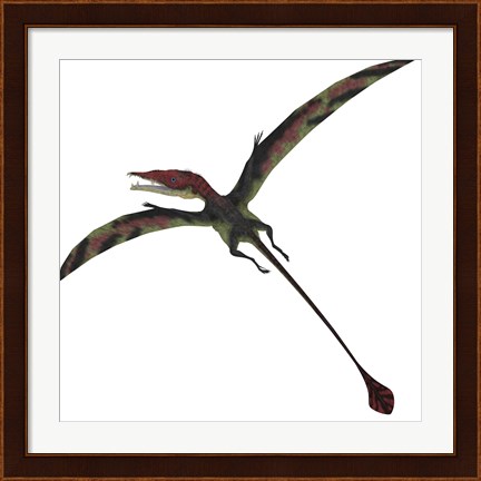 Framed Eudimorphodon, a pterosuar from the Late Triassic Period Print