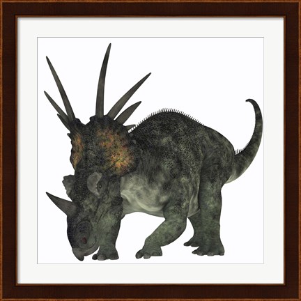 Framed Styracosaurus, a herbivorous ceratopsian dinosaur Print